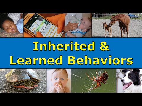 Video: Koje su naslijeđene osobine i naučena ponašanja?
