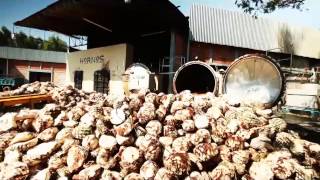 Mexcor International- Agavales Tequila