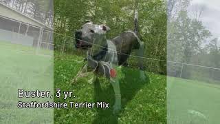 Pet Connection Buster 8-19-20