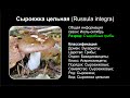 Сыроежка цельная (Russula integra)