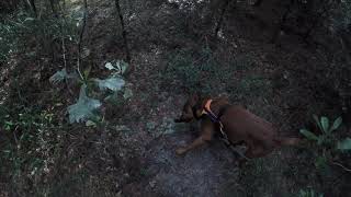 Tracking deer with bloodhounds.