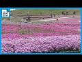 ｢青空とピンクが映える…｣ 茶臼山高原の｢芝桜まつり｣ 約40万株が見頃に 6月7日まで開催 5月の週末にはライトアップも 愛知･豊根村