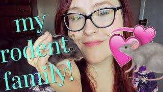 Meet My Pets | My Rodent Family ❤️🐀