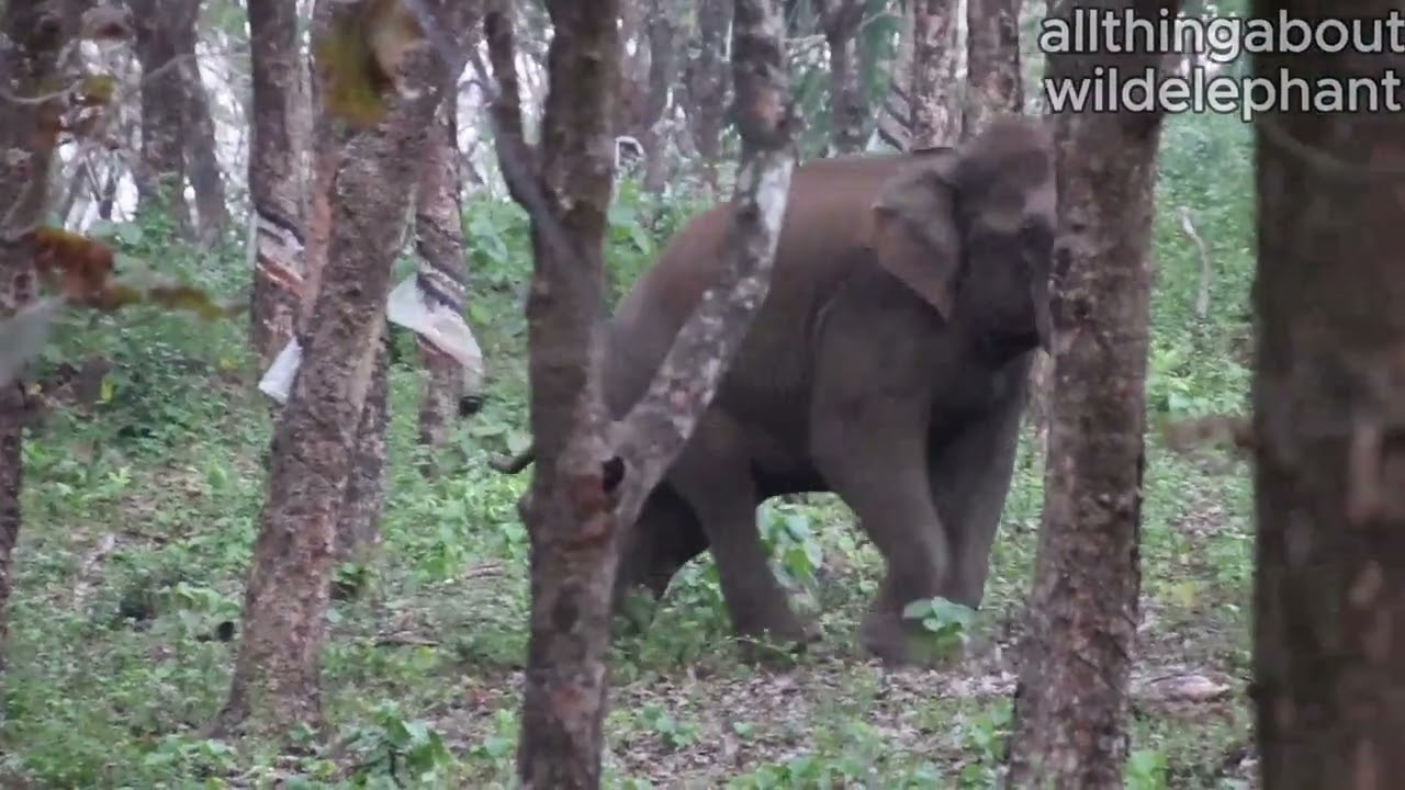 vettilappara forest route wild elephant road crossing 0008@allthingaboutwildelephant
