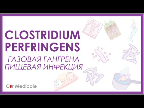 Video: Hnačka Spôsobená Clostridium Perfringens U Mačiek