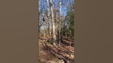 Wild loblolly pines near Washington, D.C.