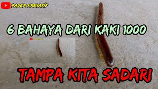 6 bahaya dari kaki seribu