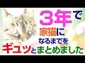凶暴な保護猫となつくのに３年かかりました 【Jean 0395】#猫の信頼を得るには #保護猫と仲良くなる