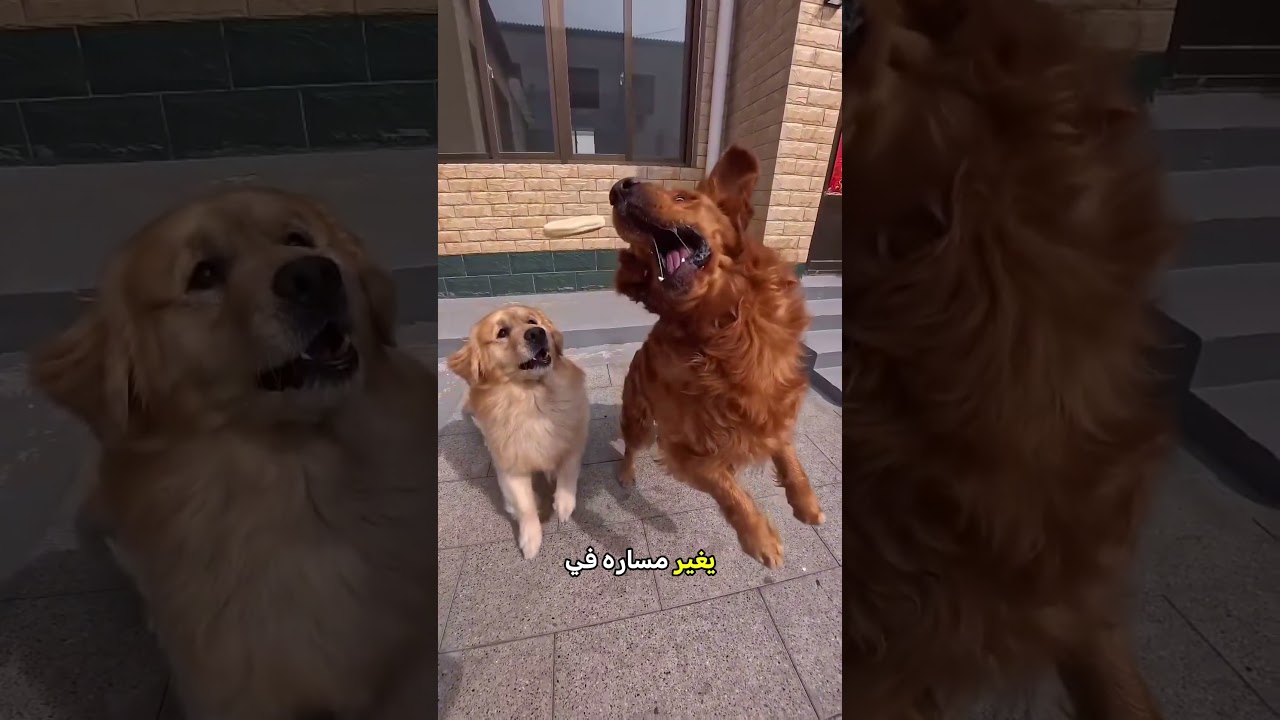 كلب محظوظ خطف الأكل في لمح البصر 🐕