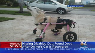 Disabled Dog Found Dead Days After Being Taken With Stolen Car