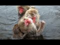 The World’s Deadliest Habitats: Raising Wildlife at -50°C
