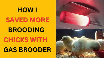 Gas Brooder Vs Charcoal | How Much Gas Is Required To Brood Chicks