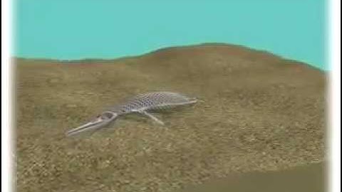How a fossil is made - animation by Osis