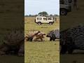 Clash of the Spear and Shield: Battle of Spear and Shield, Porcupine vs Alligator Snapping Turtle