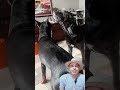 Cães 🐕 🐶 🐩 brigando #cãesdeguarda #animais #shorts #inscrevamnocanal