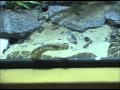 Cobras no Zoológico do Rio de Janeiro