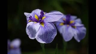 佐倉城址公園の菖蒲20160610 - YouTube