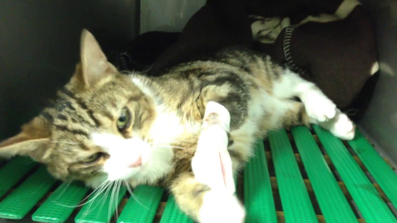 Intoxication A La Permethrine Chez Le Chat Aquivet Clinique Veterinaire