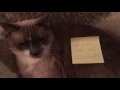 Balek Cat Balek Cat