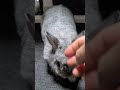 マッピー超絶かわいい♥♥♥
