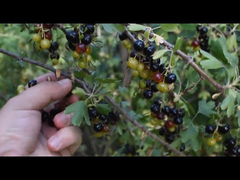 Video: İri Meyvəli Qara Tikanlı Olmayan Böyürtkən