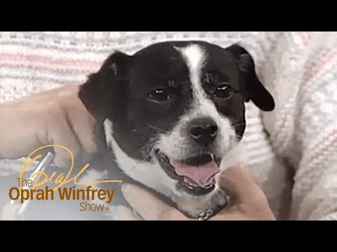 This Dog Dug Himself Out of a Grave | The Oprah Winfrey Show | Oprah Winfrey Network
