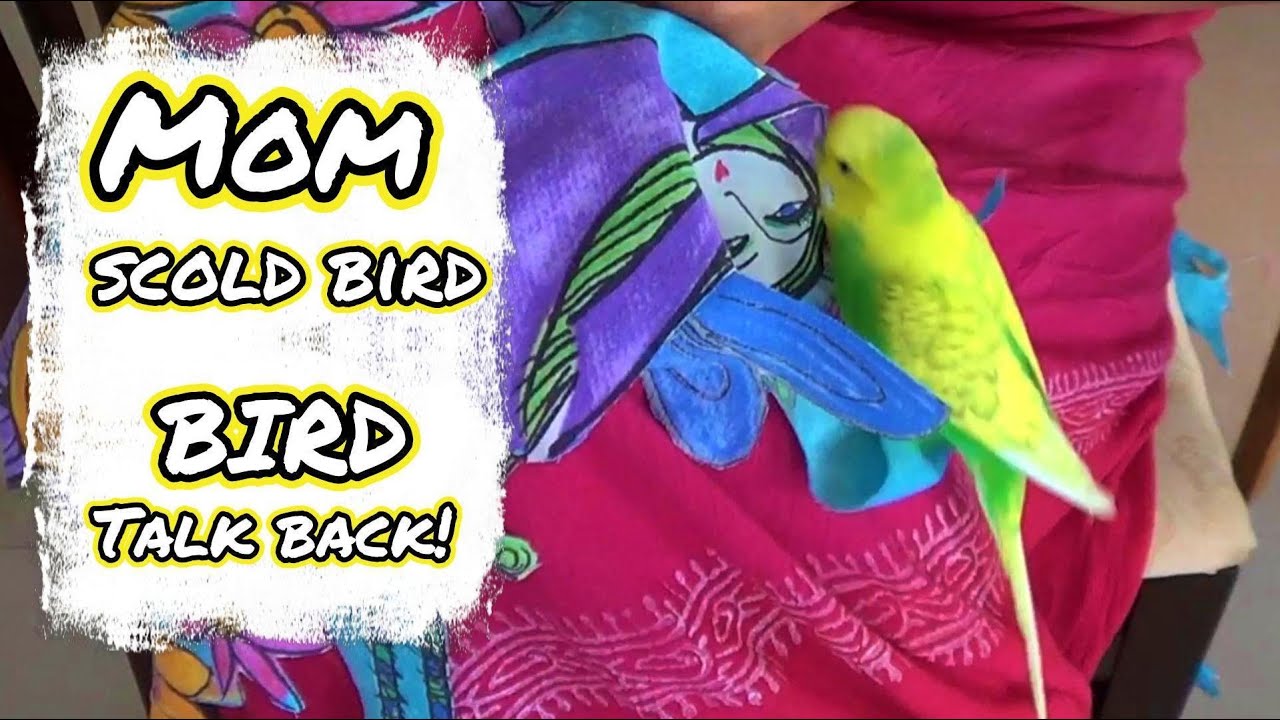 BIRD TALKS BACK TO HUMAN  MOM | PEDRO the Budgie