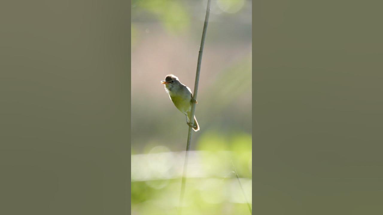 A marsh warbler song (Acrocephalus palustris) #birdsong #birdcall # ...