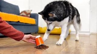 Smart Husky! Three Ways to Get Food Out From Under the Cup