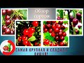 Лучшие сорта вишни Самая крупная и сладкая вишня