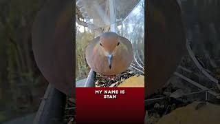 Stan The Mourning Dove Peace Dovebird Watching