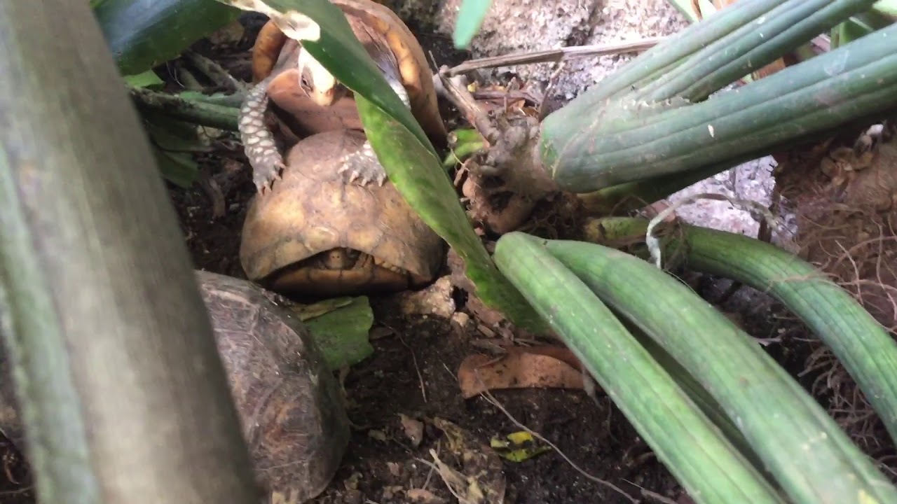 Reproducción Terrapene carolina yucatana