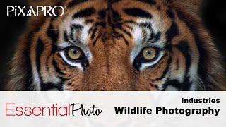 Wildlife Photography Lighting Equipment at PiXAPRO/EssentialPhoto