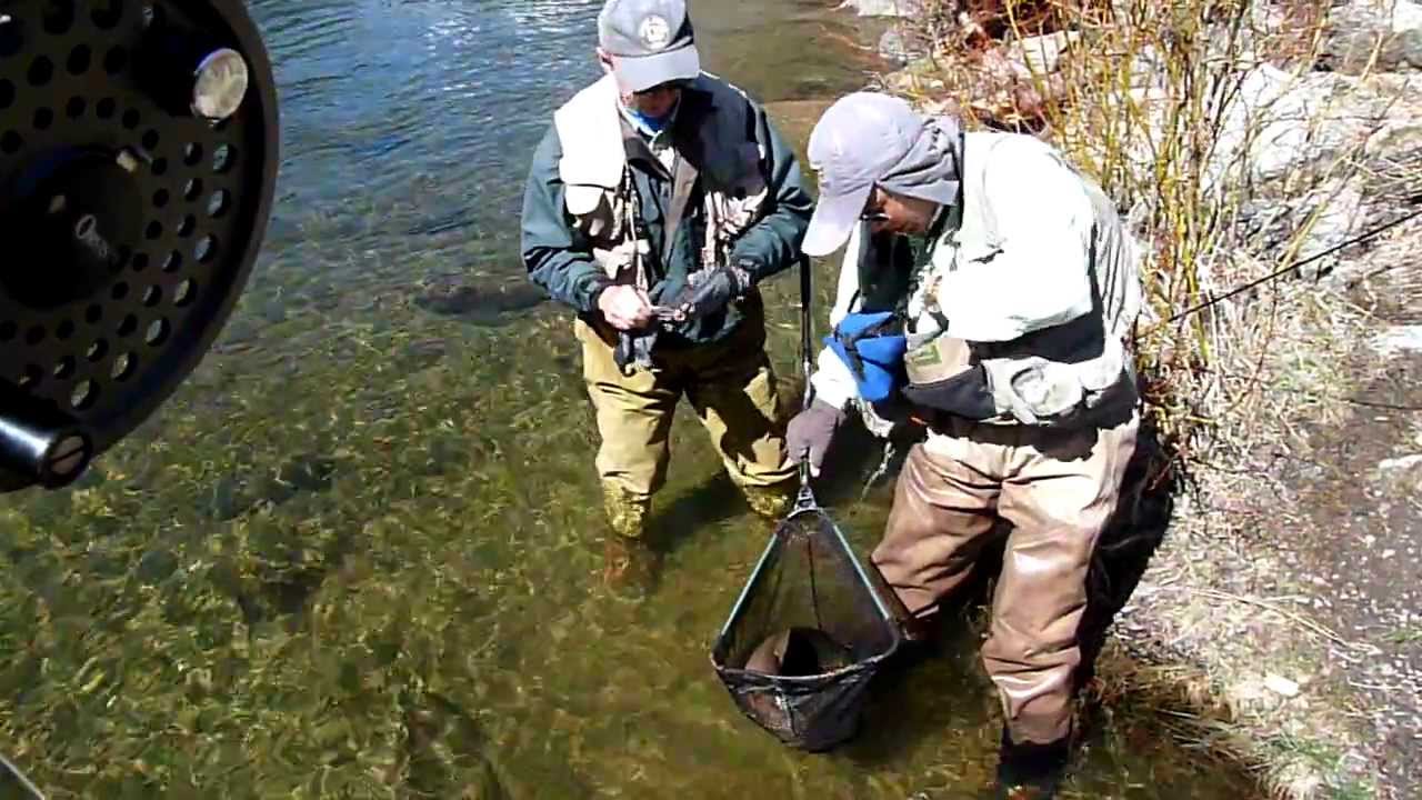 Taylor river, Colorado Fly fishing May,2011.wmv Biggest trout from