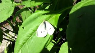 Attack Of the Fly (White Cabbage Fly or Pieris Rapae )