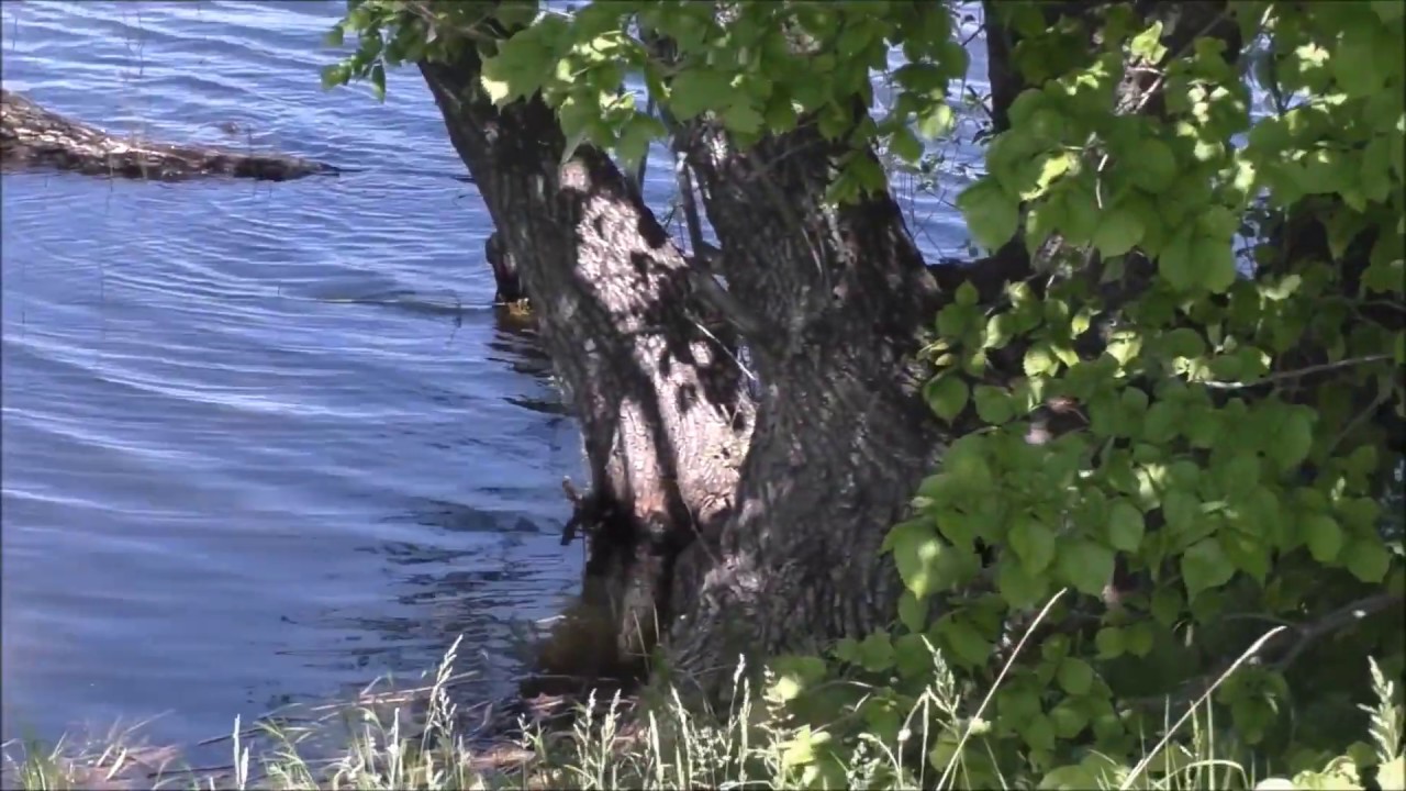 Пешком вдоль волги