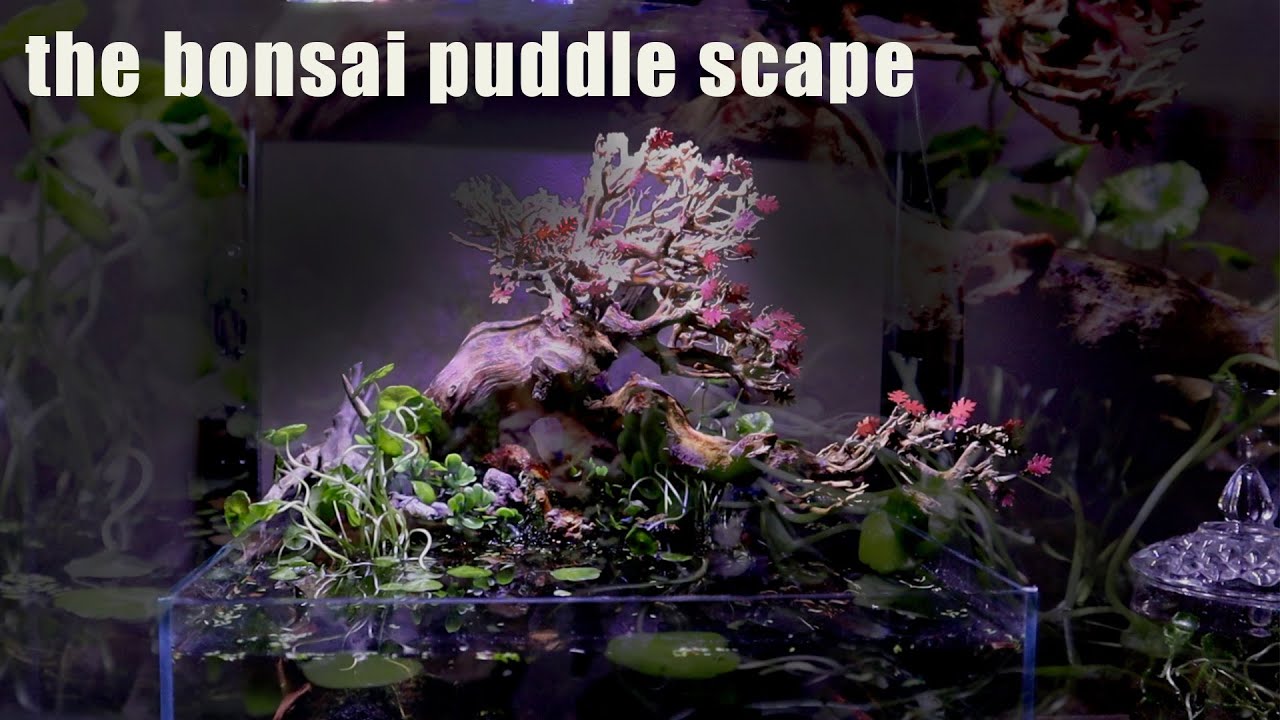 sakura bonsai indoor Cherry Blossom Bonsai Silk Tree main image 1