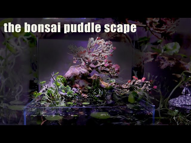 bonsai pieper Gorgeous Juniper Bonsai