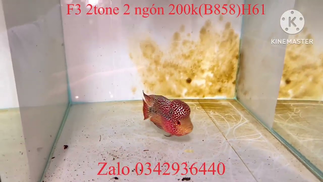 03/02/2026 giảm giá lô cá đẹp cho ae chơi Tết Zalo 0342936440 la hán Tân Phạm 