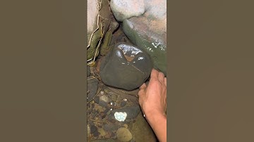 Đi bắt cá suối về làm cảnh. @cuonghavan0797