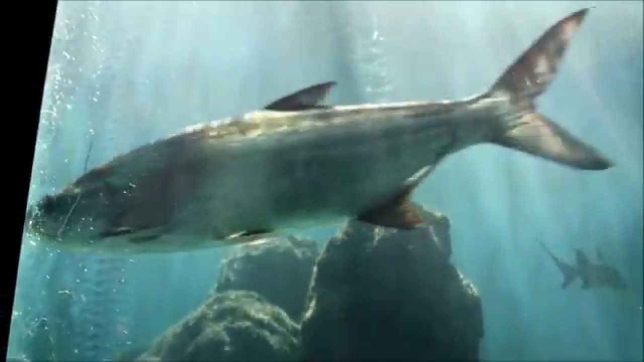Tarpon Springs Aquarium, Florida - Nov 2012 - YouTube