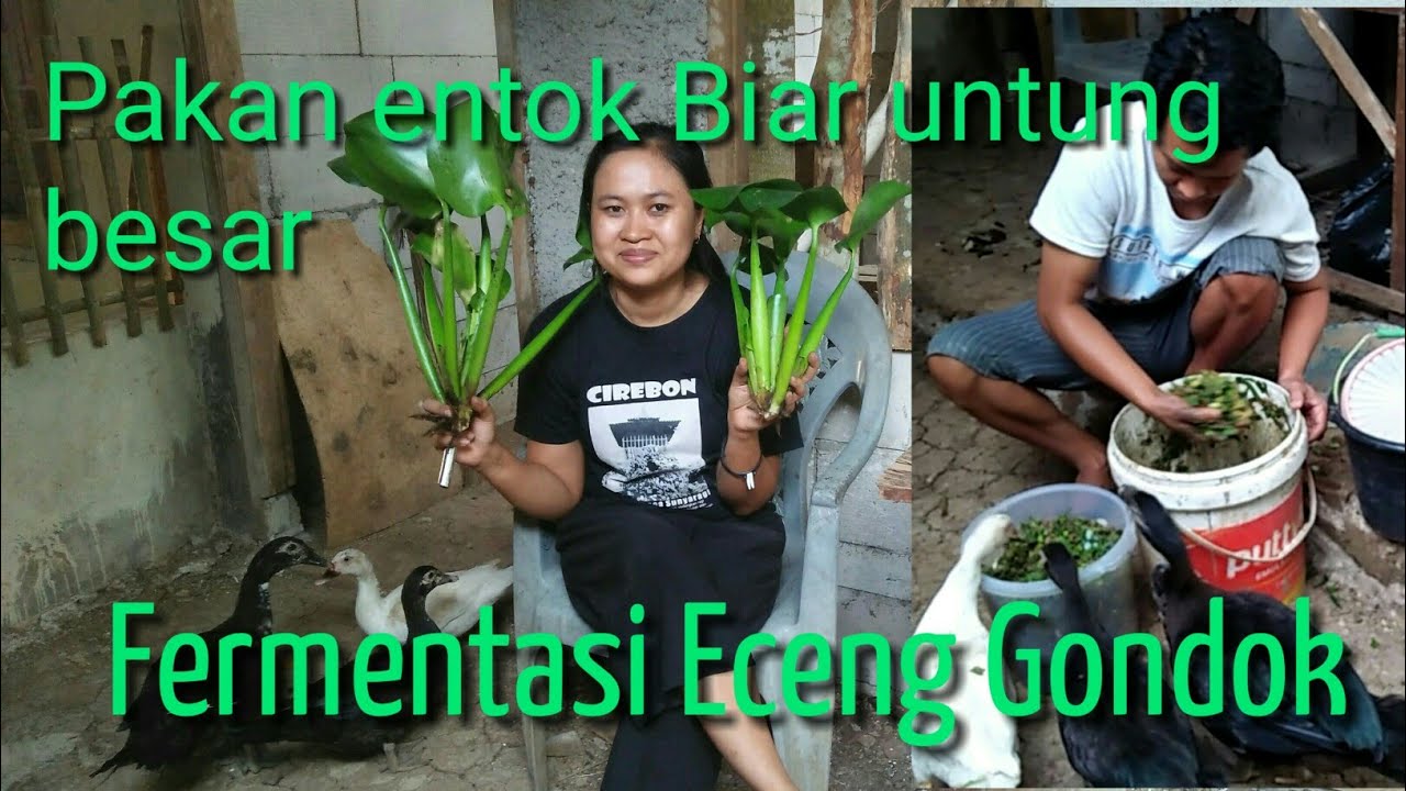 Ternak Entok Fermentasi Eceng Gondok YouTube