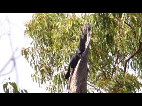 The Palm Cockatoo (Probosciger aterrimus)