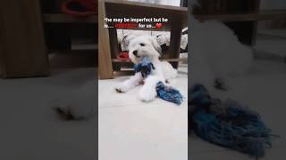 *he may be imperfect but....* #shorts #youtubeshorts #puppy #pet #doglovers #shortsvideo