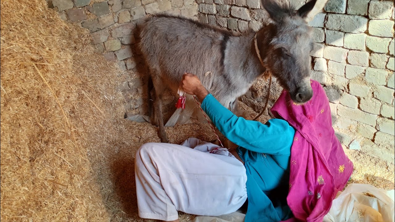 my donkey funny 🤣😂 #donkeykong #mariosvsdonkeykong #animals #funny #donkey #animalhumor #funnyanimal