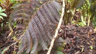 Albizia julibrissin 'Chocolate Fountain' kapinice, perská akácie