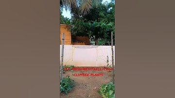 DIY Mesh/Net/trellis for climber plants #shorts #shortsfeed