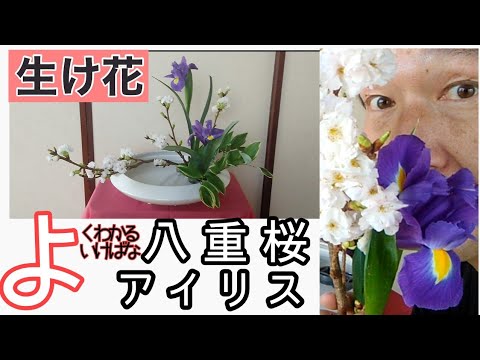 よくわかる生け花】いけばな小原流 観水型 八重桜 アイリス