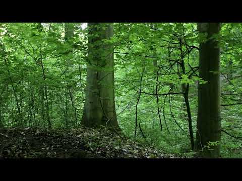 Evening Birds in Dense Beech Forest -  Late May Nature Soundscape (No Music)