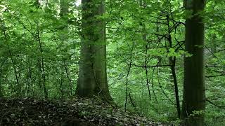 Evening Birds in Dense Beech Forest -  Late May Nature Soundscape (No Music)